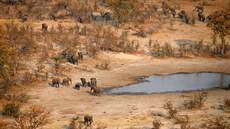 Sloni u napajedla v oblasti Mababe v Botswan (19. záí 2018)
