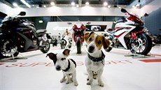 Motosalon na plný plyn