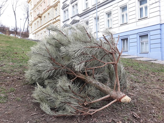 Vyhozená borovice na Smíchov