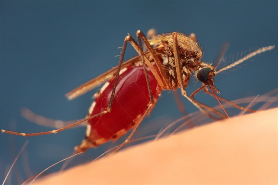 Penaeem malárie na lovka je komár rodu Anopheles.