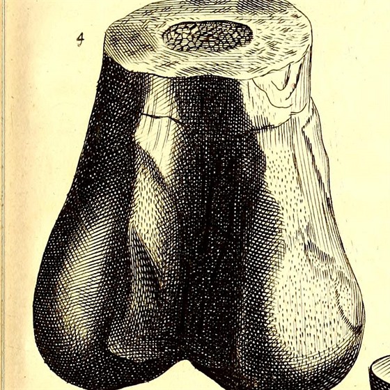 První vdecká ilustrace dinosauí (stehenní) kosti v knize Roberta Plota...