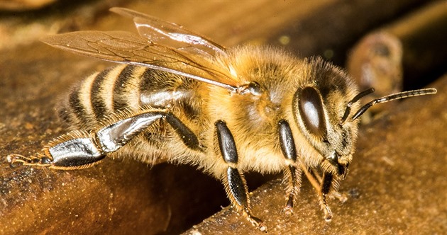 KVÍZ: Dnes je Světový den včel. Vyzkoušejte, co o nich víte