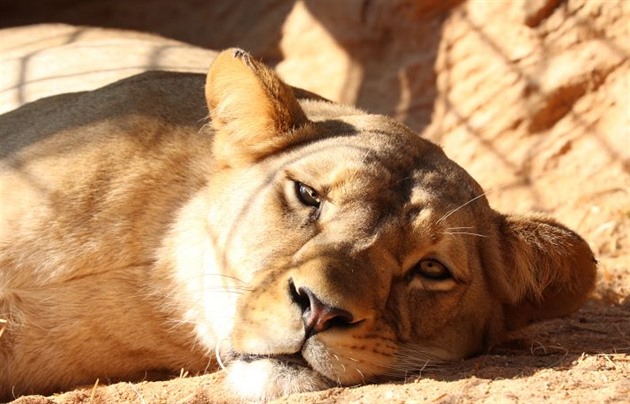 Plzeská zoo pila o tyletou samici vzácného lva berberského Neylu. Uhynula...