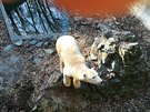 Ledn� medv�di v brn�nsk� zoo dostanou lep�� v�b�h