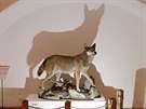 Vlk, který mezi exponáty muzea pibyl relativn nedávno.