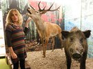 Muzejn� zoolo�ka Kl�ra Bezd��kov� u vycpanin jelena a kance.
