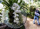 Botanická zahrada láká na výstavu orchidejí ve skleníku Fata Morgana. (7.3.2019)