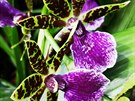 Botanická zahrada láká na výstavu orchidejí ve skleníku Fata Morgana. (7.3.2019)