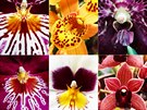 Botanick zahrada lk na vstavu orchidej ve sklenku Fata Morgana. (7.3.2019)
