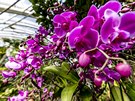 Praha, 07.03.19 Výstava orchidejí, Botanická zahrada hl.m. Prahy, skleník Fata...