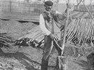 Historický snímek zobrazující původní způsob pěstování chmele, který využíval...