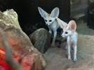 Po nkolika týdnech od narození u jsou v olomoucké zoo k vidní dv mláata...