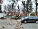 V Hoicích vítr zpsobil pád stromu na auta (4.3.2018).