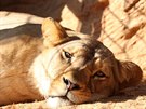 Plzesk zoo pila o tyletou samici vzcnho lva berberskho Neylu. Uhynula...