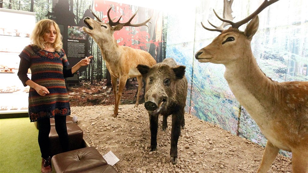 Muzejní zooložka Klára Bezděčková u vycpanin jelena a kance.