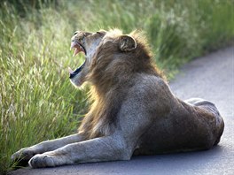 OHROENÝ DRUH. Lev v národním parku Kruger National Park v Jihoafrické...