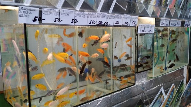Mezi desítkami druhů rybiček si vybere každý.