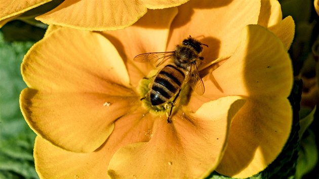 Včela medonosná (28. února 2019)