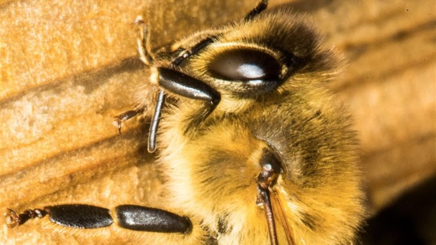 Včela medonosná (28. února 2019)