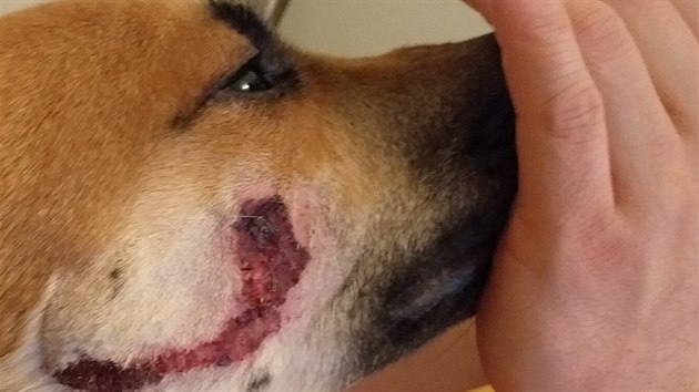 Jerry strávil v za�ízení Bull Azyl �áslav �est dní, pak majitelka p�estala...