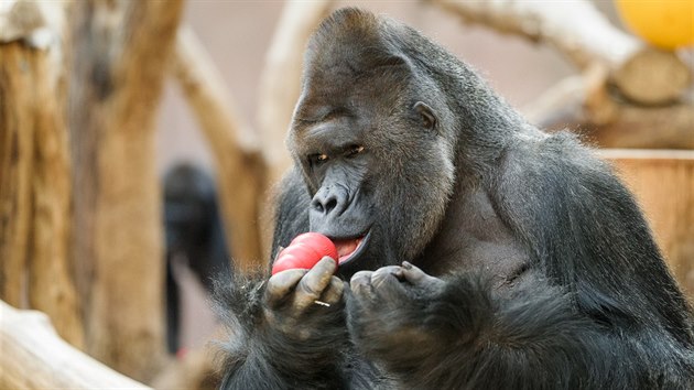 Gorilí samec Richard s jednoduchým kongem skrývajícím rozinky. Na to stačil jazyk a šikovné prsty. 
