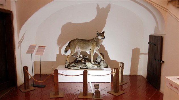 Vlk, který mezi exponáty muzea přibyl relativně nedávno.