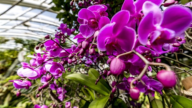 Praha, 07.03.19 Vstava orchidej, Botanick zahrada hl.m. Prahy, sklenk Fata Morgana. FOTO: PETR TOPIC. MAFRA - PETR TOPI