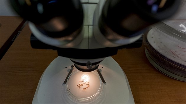 Semena pod mikroskopem.
