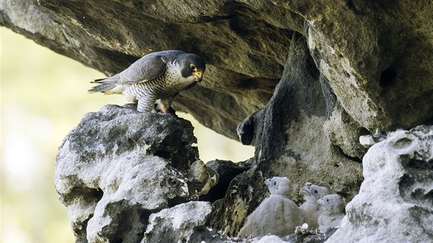Sokol st�hovav� na hn�zd�