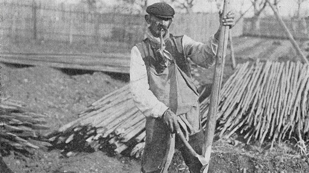 Historický snímek zobrazující původní způsob pěstování chmele, který využíval dlouhých dřevěných tyčí, které se musely sekerou zašpičatit. Dnes používaný způsob se zavěšením chmele na dráty se začal rozšiřovat až od druhé poloviny 19. století.