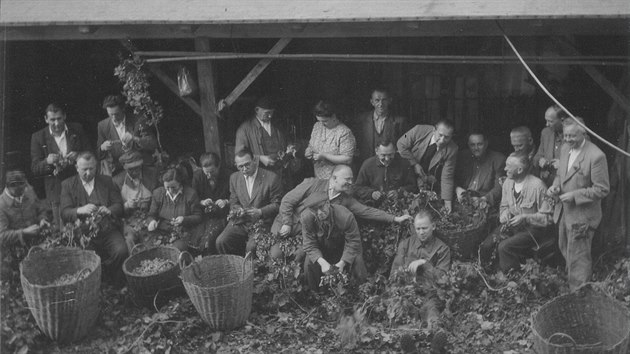 Pi sklizni chmele bylo poteba kad pomocn ruky. Historick fotografie z roku 1948 zobrazuje hostinsk z okol Tric, kte pijeli na brigdu na mstn chmelnici.