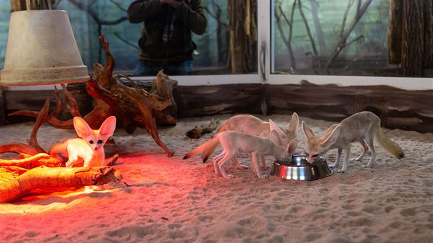 Po nkolika tdnech od narozen u jsou v olomouck zoo k vidn dv mlata fenk berberskch, kter rodie dlouho zkostliv steili a to i ped oetovateli. Na snmku cel rodina pi krmen ervy.