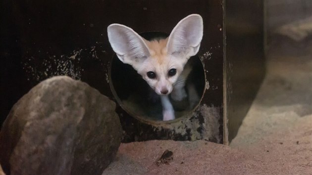 Po nkolika tdnech od narozen u jsou v olomouck zoo k vidn dv mlata fenk berberskch, kter rodie dlouho zkostliv steili a to i ped oetovateli. Na snmku u boudy, v n rodina pebv.