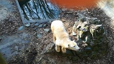 Lední medvědi v brněnské zoo dostanou lepší výběh
