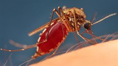 Přenašečem malárie na člověka je komár rodu Anopheles.