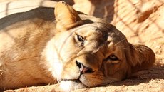 Plzeská zoo pila o tyletou samici vzácného lva berberského Neylu. Uhynula...