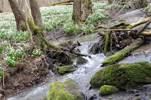Chlébský potok vytváí v rezervaci na pomezí dvou kraj romantická zákoutí.