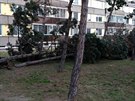 Silný vítr vyvrátil stromy v pardubické ulici Arnota z Pardubic. (10. bezna...