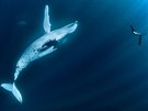 Kadé setkání s delfínem nebo velrybou je unikátní, a u to bylo pod ledem v...