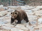 Medvdi v plzeské zoo se probudili ze zimního spánku