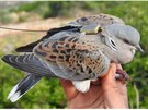 Jedn�m z d�vod� ub�v�n� hrdli�ky divok� je odst�el ve St�edomo��. BirdLife...