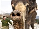 Oetovatel Petr Kiebel se slonicemi Dehli a Kalou ve výbhu ústecké zoo v...