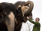 Oetovatel Petr Kiebel se slonicemi Dehli a Kalou ve vbhu steck zoo v...