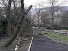 Víkendový vítr v Parku republiky v Ústí nad Labem lámal stromy.