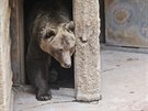 Medvdí skupinka v plzeské zoo se probudila ze zimního spánku. (14. 3. 2019)
