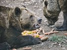 Medvdí skupinka v plzeské zoo se probudila ze zimního spánku. (14. 3. 2019)