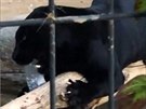 Jaguár v americké zoo napadl enu. Chtla si s ním vyfotit selfie