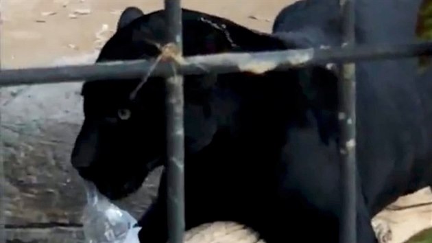 Jagur, kter napadl enu v arizonsk zoo, koue plastovou lahev, kterou mu duchaptomn do vbhu hodila svdkyn incidentu. Lhev jagura rozptlila a mladou enu, kterou drel skrze m vbhu, pustil (9. bezen 2019)