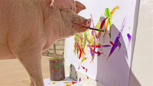 Pigcasso maluje podle jeho chovatelů ve stylu abstraktního expresionismu.