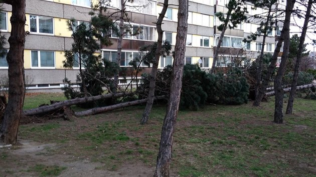 Siln vtr vyvrtil stromy v pardubick ulici Arnota z Pardubic. (10. bezna 2019)